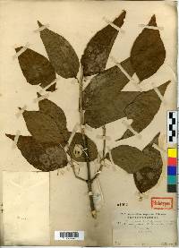 Euonymus oxyphyllus image