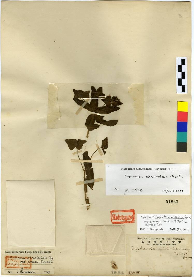 Euphorbia ebracteolata image