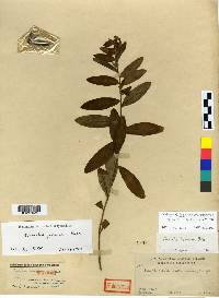 Euphorbia fauriei image