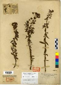 Euphorbia pekinensis image