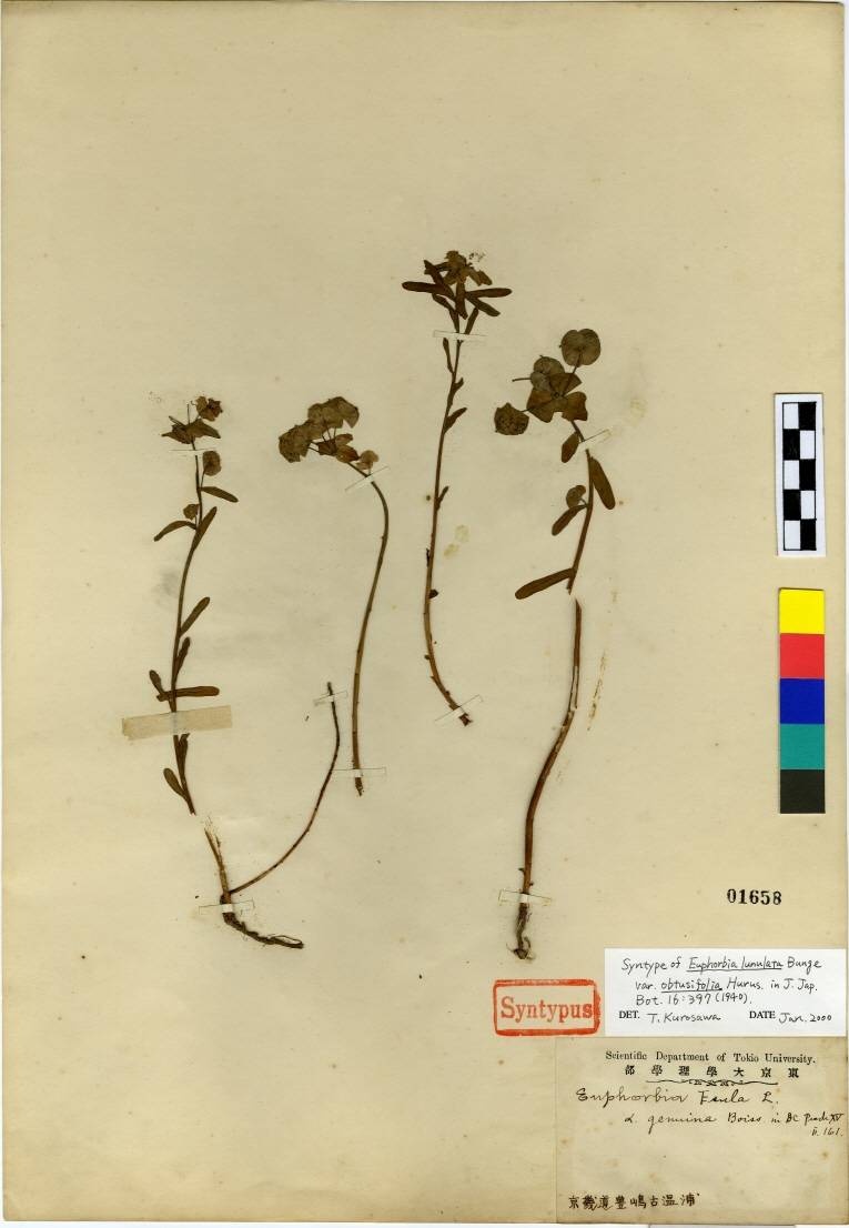 Euphorbia esula image