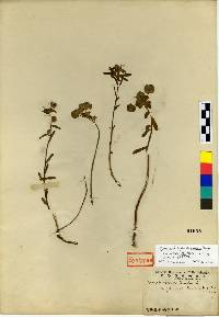 Euphorbia esula image