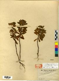 Euphorbia esula image