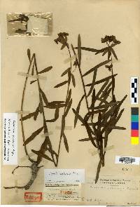 Euphorbia pekinensis image