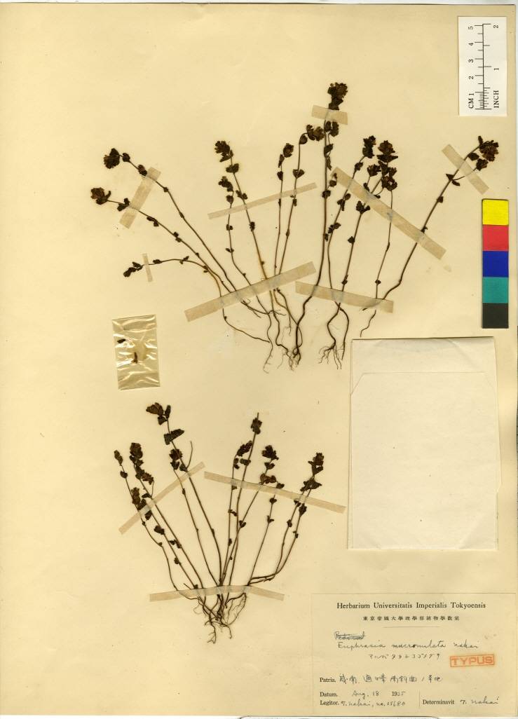 Euphrasia coreanalpina image