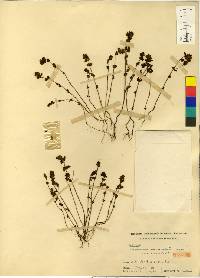 Image of Euphrasia coreanalpina