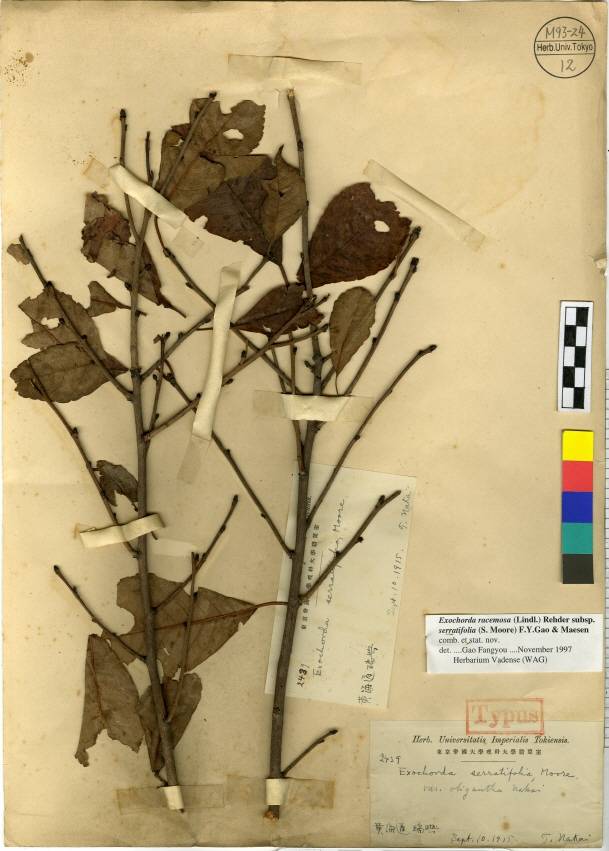 Exochorda racemosa subsp. serratifolia image