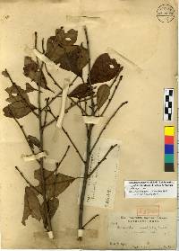 Exochorda racemosa subsp. serratifolia image