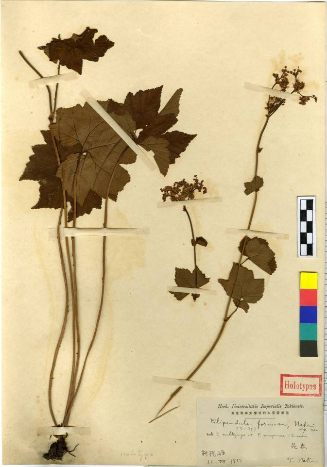 Filipendula glaberrima image