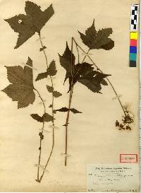 Filipendula glaberrima image