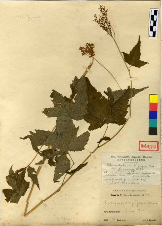 Filipendula glaberrima image