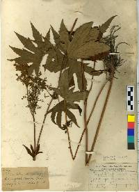 Image of Filipendula digitata