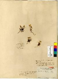 Image of Gentiana aquatica