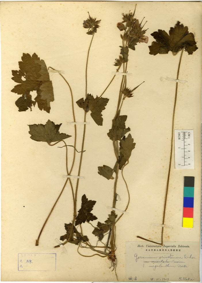 Geranium platyanthum image