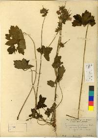 Image of Geranium platyanthum