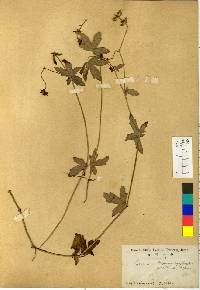 Image of Geranium krameri