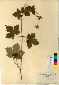 Image of Geranium koreanum