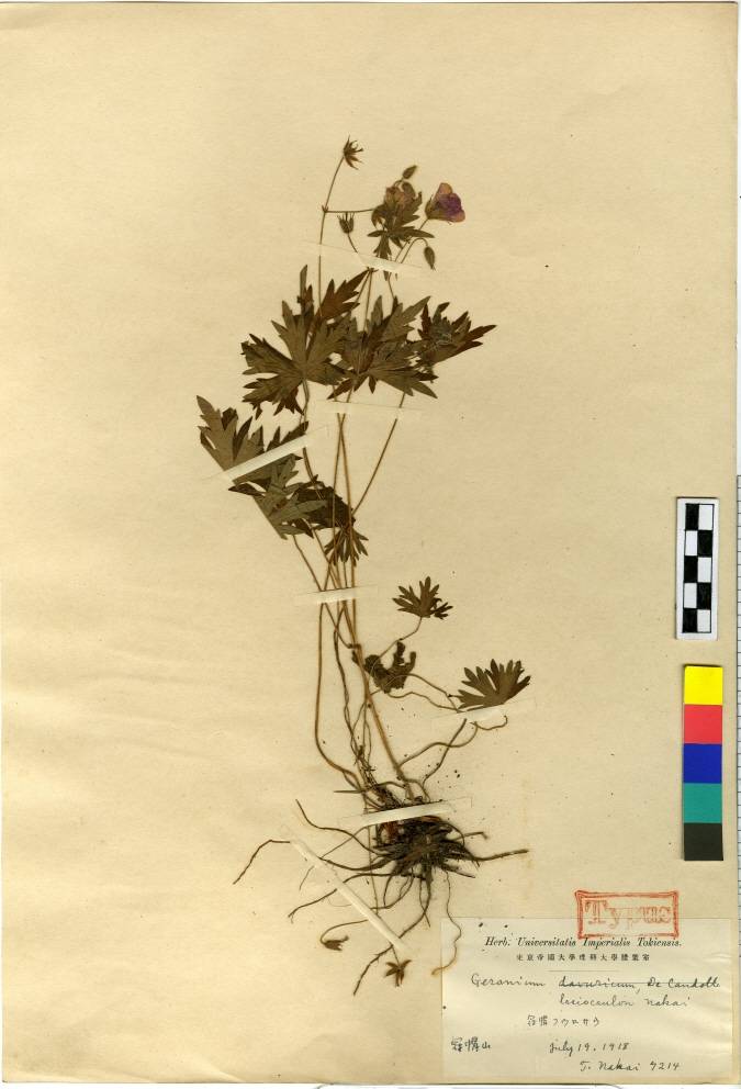 Geranium krameri image