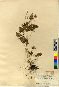 Geranium krameri image