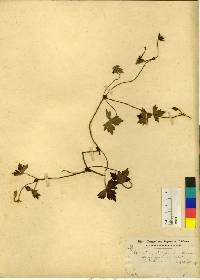 Geranium shikokianum image