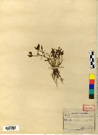 Pseudostellaria heterophylla image