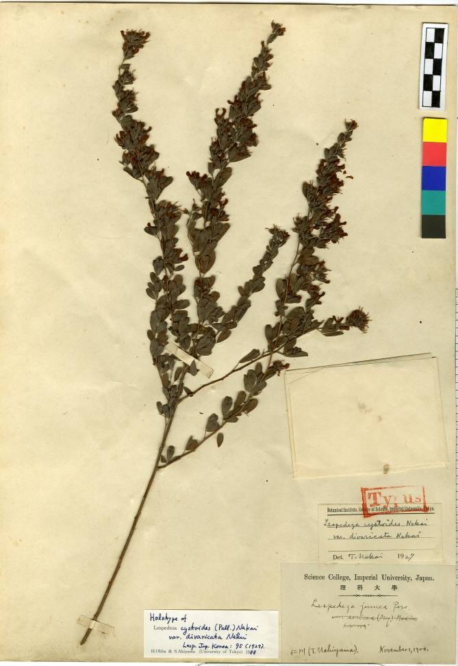 Lespedeza juncea image