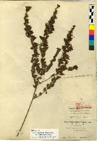 Image of Lespedeza juncea