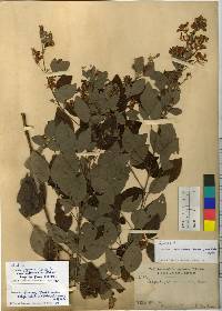 Lespedeza thunbergii subsp. formosa image