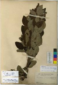 Lespedeza thunbergii subsp. formosa image