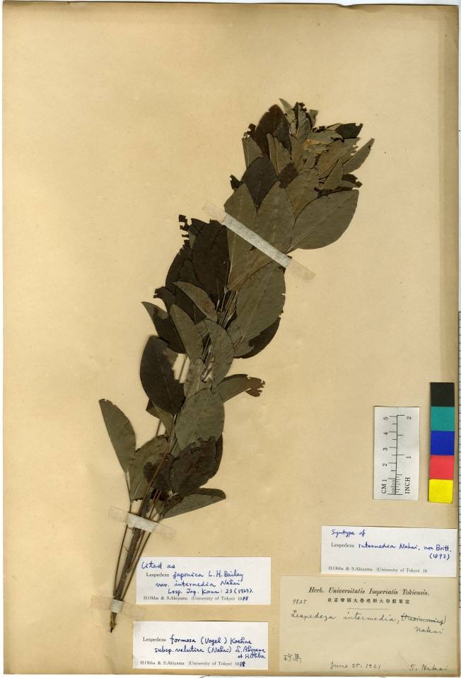 Lespedeza thunbergii subsp. formosa image