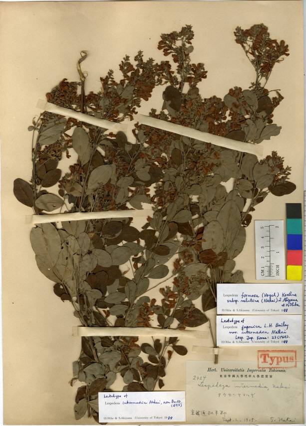 Lespedeza thunbergii image