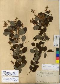 Lespedeza thunbergii subsp. formosa image