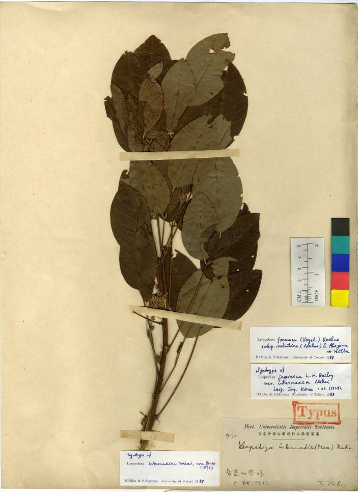 Lespedeza thunbergii image