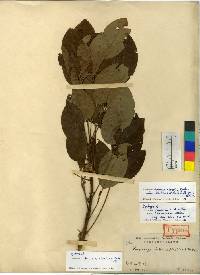 Lespedeza thunbergii subsp. formosa image