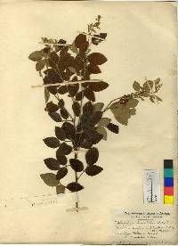 Lespedeza maximowiczii image