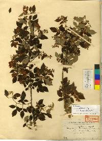 Lespedeza maximowiczii image