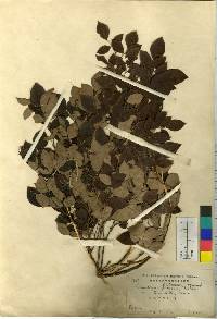 Lespedeza maximowiczii image