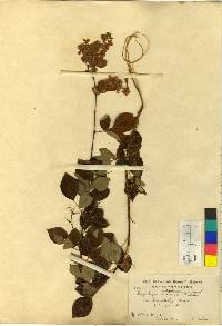 Lespedeza maximowiczii image