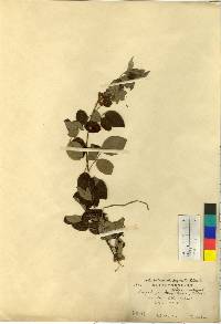 Lespedeza maximowiczii image