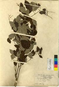 Lespedeza maximowiczii image