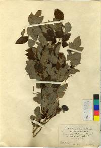 Lespedeza maximowiczii image