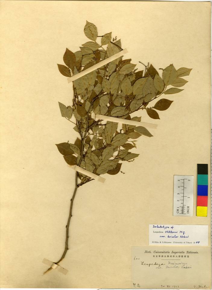 Lespedeza buergeri image