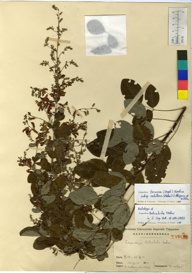 Lespedeza thunbergii subsp. formosa image