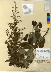 Lespedeza thunbergii subsp. formosa image