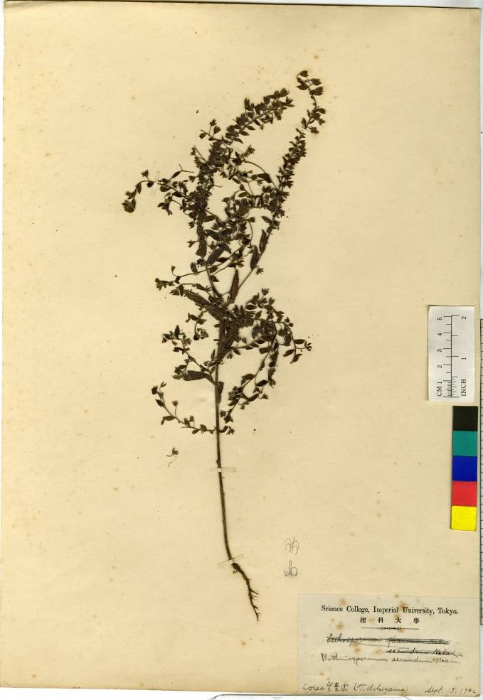Bothriospermum secundum image