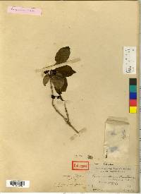 Lonicera vidalii image