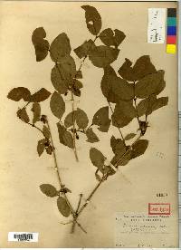 Lonicera harae image