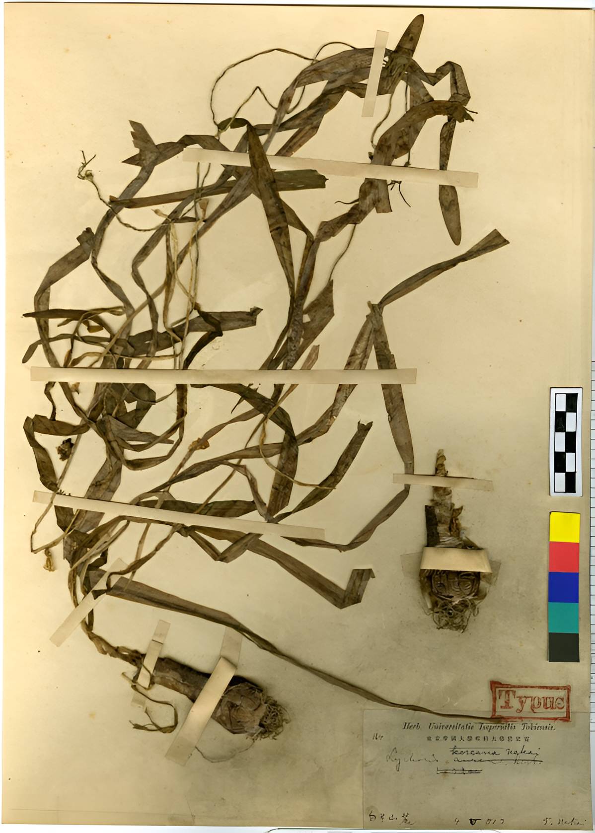 Amaryllidaceae image