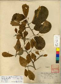 Magnolia sieboldii image