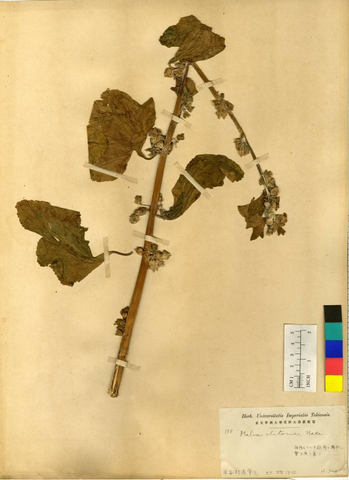 Malva verticillata image